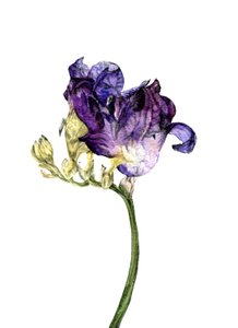 Fiore di fresia, 2018