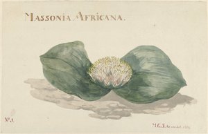 Fiore Massonia Africana da Maria Geertruida Barbiers Snabilié