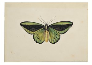 Farfalla, Birdwing Verde Comune (Ornithoptera priamus)