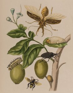 Illustrazione da 