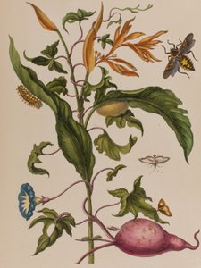 Illustrazione da 
