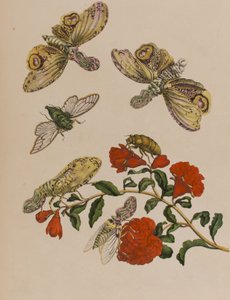 Illustrazione da 