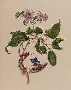 Illustrazione da 