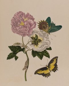 Illustrazione da 