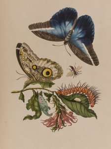 Illustrazione da 