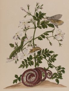 Illustrazione da 
