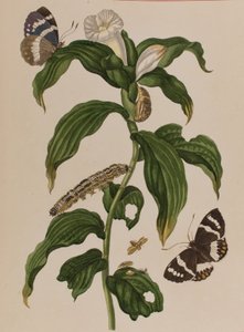 Illustrazione da 