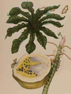 Illustrazione da 
