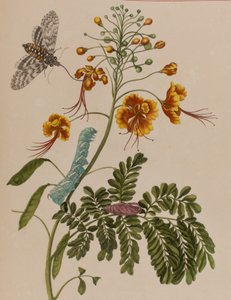 Illustrazione da 