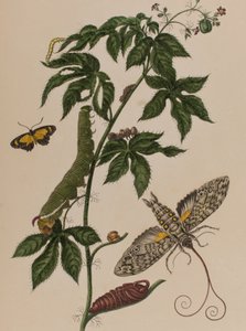 Illustrazione da 