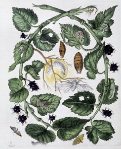 Farfalle e crisalidi