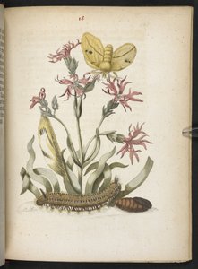 La meravigliosa trasformazione dei bruchi e il loro straordinario nutrimento floreale... da Maria Sibylla Merian