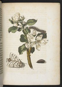 La meravigliosa trasformazione dei bruchi e il loro straordinario nutrimento floreale... da Maria Sibylla Merian