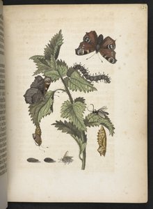 La meravigliosa trasformazione dei bruchi e il loro straordinario nutrimento floreale... da Maria Sibylla Merian