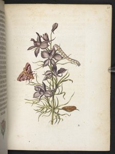 La meravigliosa trasformazione dei bruchi e il loro strano nutrimento floreale da Maria Sibylla Merian