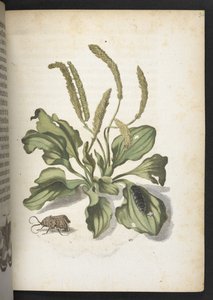 La meravigliosa trasformazione dei bruchi e il loro strano nutrimento floreale da Maria Sibylla Merian