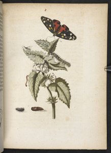 La meravigliosa trasformazione dei bruchi e il loro strano nutrimento floreale da Maria Sibylla Merian