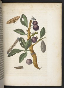 La meravigliosa trasformazione dei bruchi e il loro strano nutrimento floreale da Maria Sibylla Merian