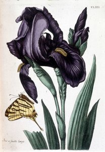 Iris a foglia larga - in 