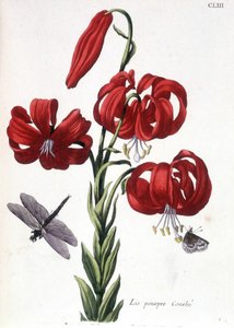 Lys (lis) viola - in “Histoire générale des insects de Surinam et de toute l