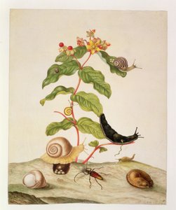 No.1146c Hypericum Baxiforum con lumache e un coleottero, 1695 da Maria Sibylla Merian