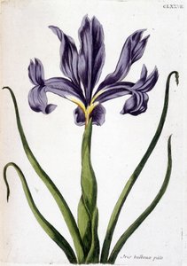 Immagine sconosciuta da Maria Sibylla Merian