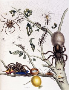 Vari aracnidi del Sud America, 1726