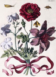 Vari insetti e fiori europei