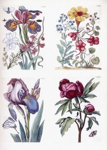 Vari insetti e fiori europei da Maria Sibylla Merian