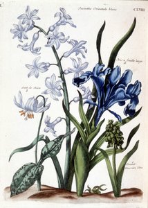 Giacinto orientale bianco, iris a foglia larga, dente di cane, muscari blu grande - in “Histoire générale des insects de Surinam et de toute l