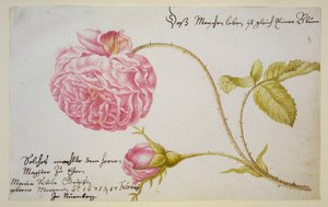 Foglio d