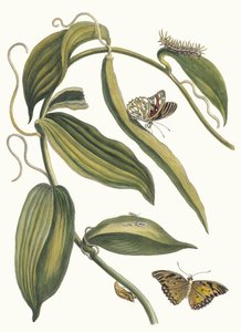 Banille. Dal libro Metamorphosis insectorum Surinamensium, 1705 da Maria Sibylla Merian