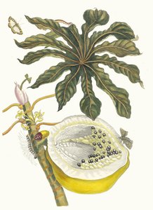Carica papaya. Dal libro Metamorphosis insectorum Surinamensium, 1705 da Maria Sibylla Merian