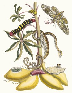 Cassava. Dal libro Metamorphosis insectorum Surinamensium, 1705 da Maria Sibylla Merian