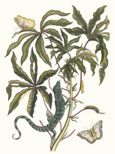 Cassava. Dal libro Metamorphosis insectorum Surinamensium, 1705 da Maria Sibylla Merian