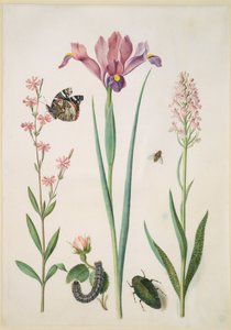  da Maria Sibylla Merian