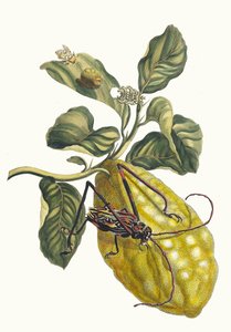 Cedro. Dal libro Metamorphosis insectorum Surinamensium da Maria Sibylla Merian