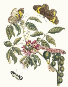 Coronilla Americana Arborescens. Dal libro Metamorphosis insectorum Surinamensium da Maria Sibylla Merian