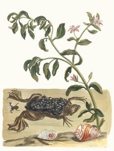 Crescione. Dal libro Metamorphosis insectorum Surinamensium