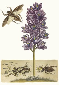 Eichhornia crassipes. Dal libro Metamorphosis insectorum Surinamensium