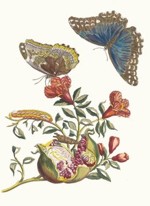 Granatiere. Dal libro Metamorphosis insectorum Surinamensium da Maria Sibylla Merian