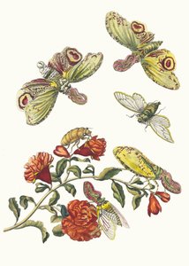 Granatiere. Dal libro Metamorphosis insectorum Surinamensium, 1705 da Maria Sibylla Merian
