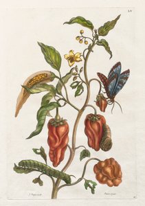 Histoire générale des insects de Suriname et de l