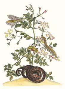 Jasminum grandiflorum. Dal libro Metamorphosis insectorum Surinamensium, 1705 da Maria Sibylla Merian