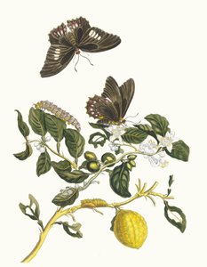 Limonier. Dal libro Metamorphosis insectorum Surinamensium, 1705 da Maria Sibylla Merian