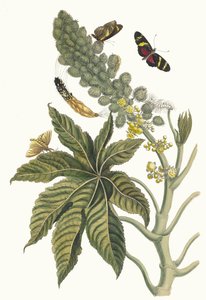 Palma Christi. Dal libro Metamorphosis insectorum Surinamensium, 1705 da Maria Sibylla Merian
