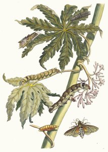 Papaya. Dal libro Metamorphosis insectorum Surinamensium, 1705 da Maria Sibylla Merian