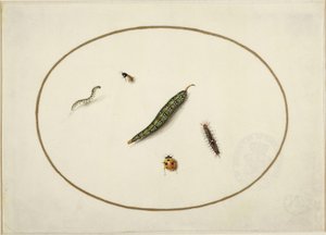 Bruchi e insetti, in un ovale orizzontale, bordati da una linea dorata, eseguiti finemente come una miniatura da Maria Sibylla Merian