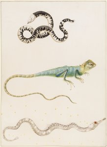 Lucertola verme dalla testa piccola sudamericana, iguana o lucertola arboricola delle Indie orientali e pesce ago da Maria Sibylla Merian