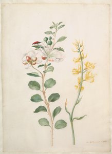  da Maria Sibylla Merian